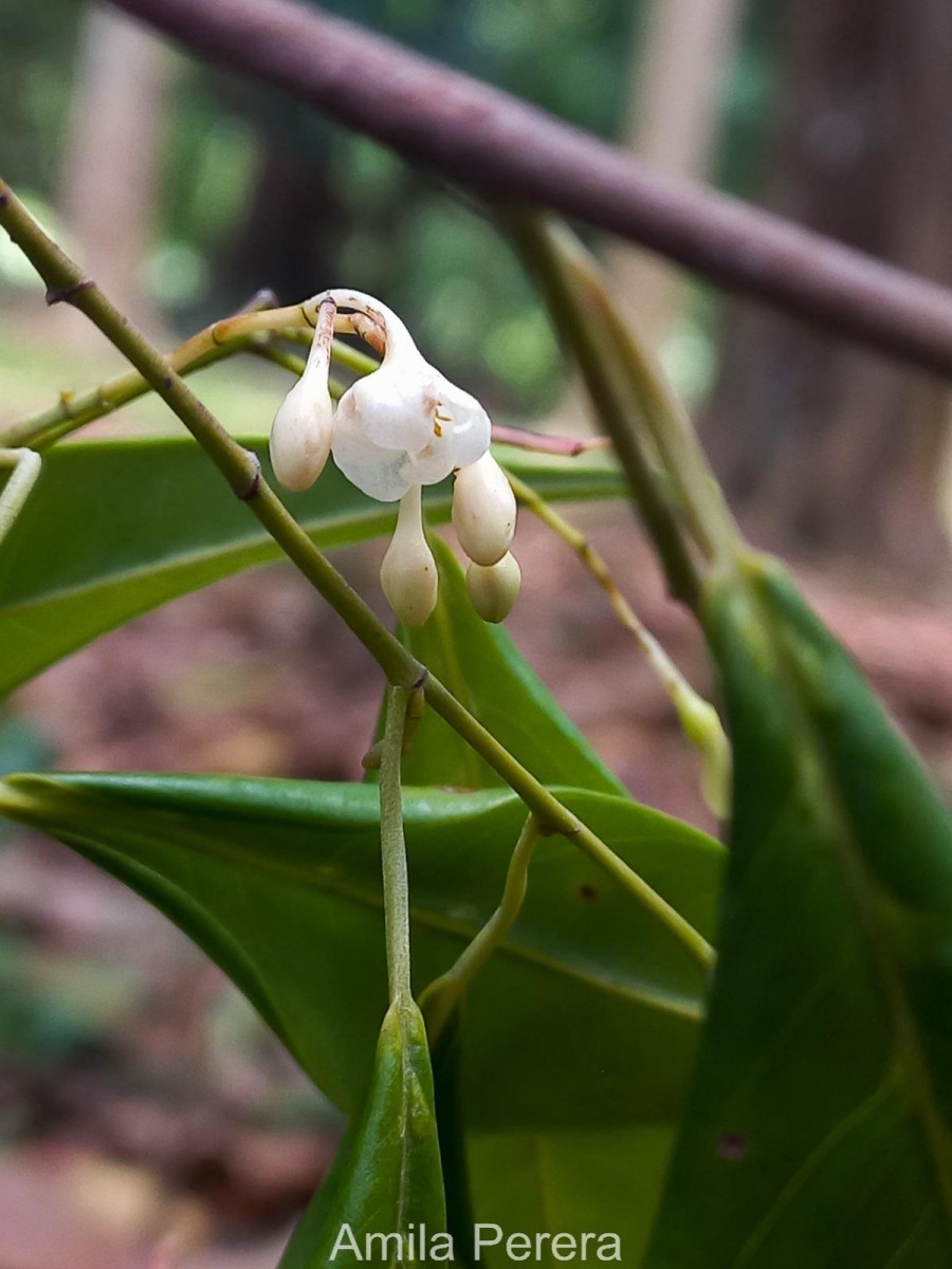 Doona zeylanica Thwaites(Thwaites) P.S.Ashton